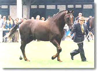 Irish Draught Sport Horse